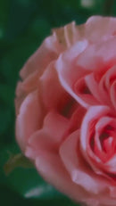 Petal Perfect Lip Oil