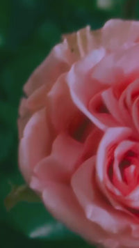 Petal Perfect Lip Oil